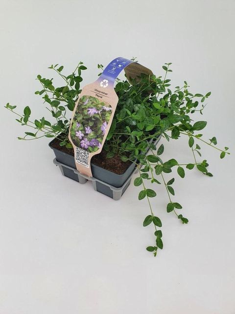 Vinca minor 'Marie'