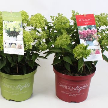 Hydrangea paniculata GARDENLIGHTS MIX