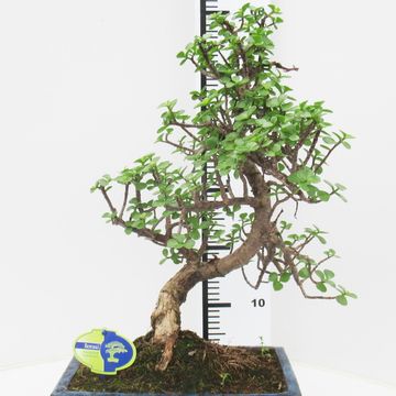 Portulacaria afra