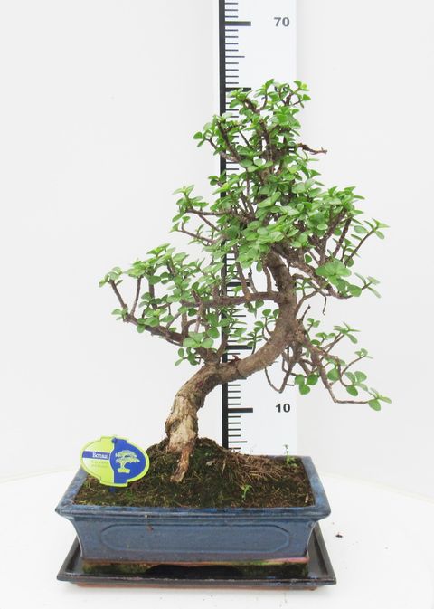 Portulacaria afra