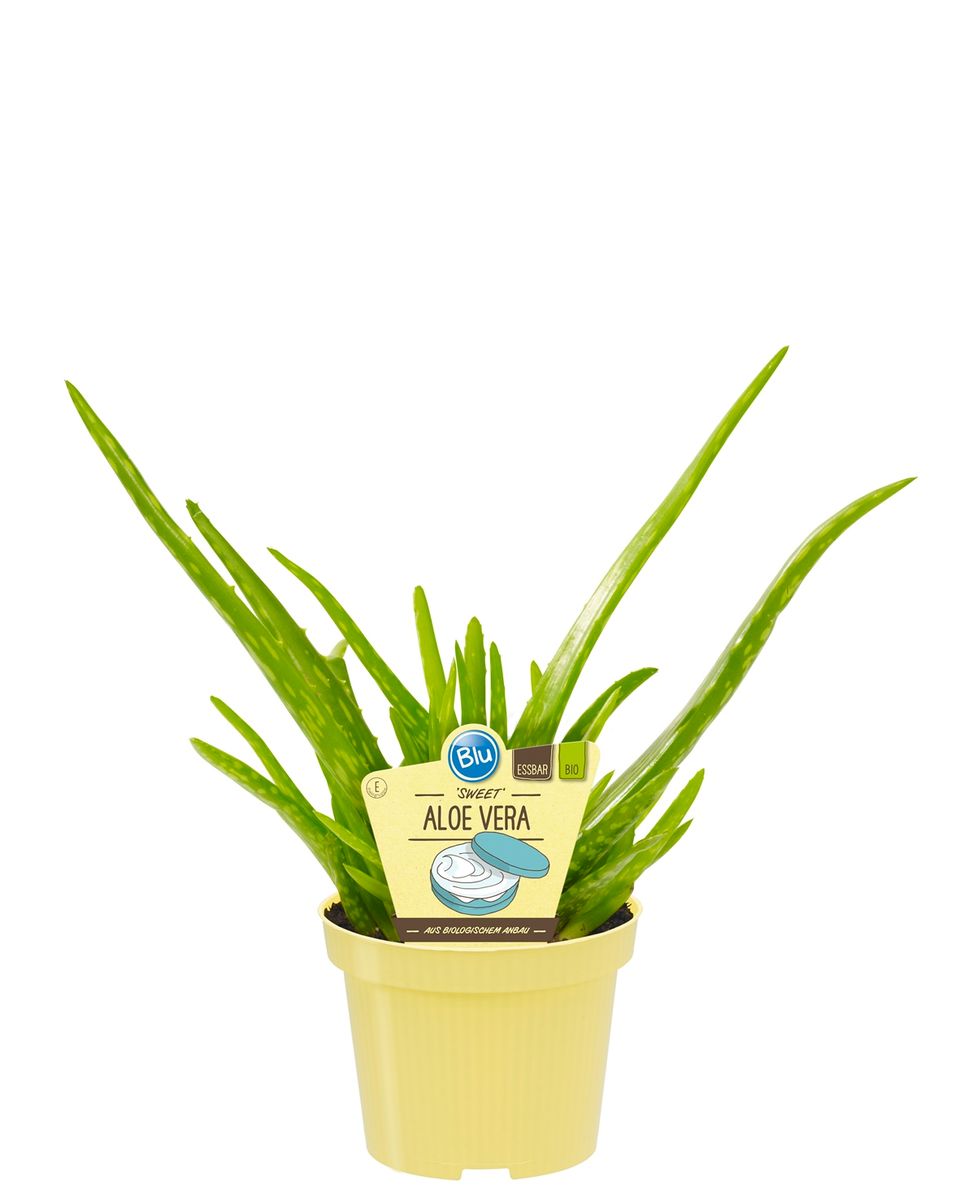 wipes aloe vera Biom Baby Wipes, 99% Water, 6-Pack, Fragrance Free