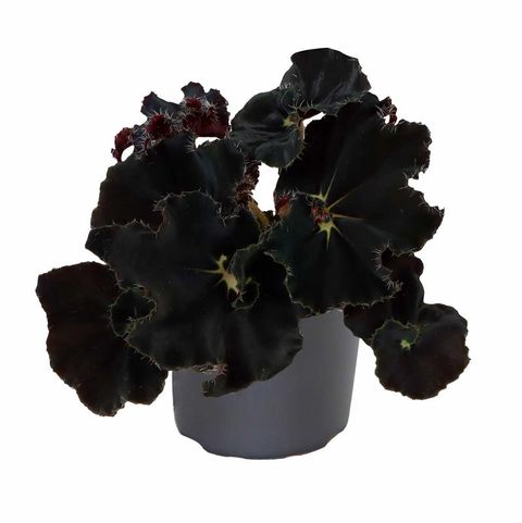 Begonia MAGIC COLOURS DARK MAMBO