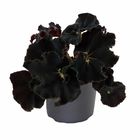 Begonia MAGIC COLOURS DARK MAMBO