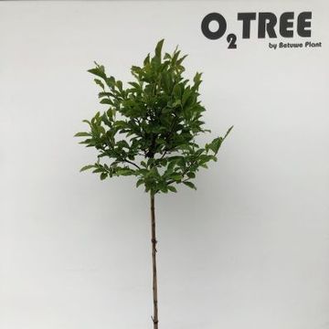 Magnolia 'George Henry Kern'