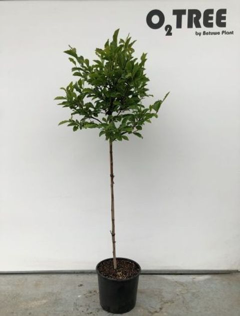 Magnolia 'George Henry Kern'