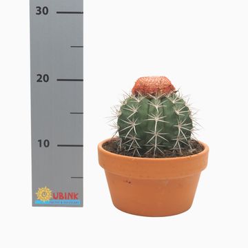 Melocactus bahiensis