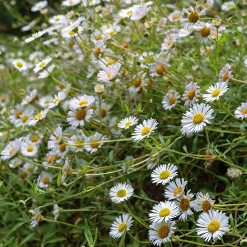 Erigeron karvinskianus 'Profusion'