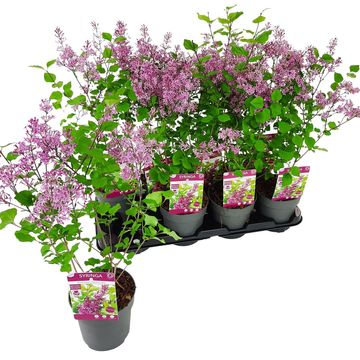 Syringa BLOOMERANG DARK PURPLE