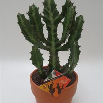 Euphorbia lactea compacta