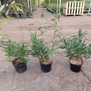 Phyllostachys bissetii