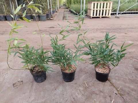 Phyllostachys bissetii