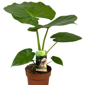 Alocasia macrorrhizos
