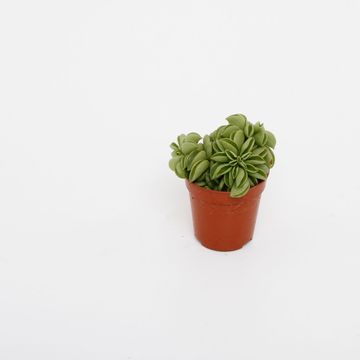 Peperomia 'Happy Bean'
