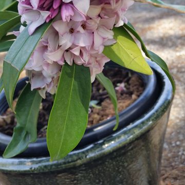 Daphne PERFUME PRINCESS