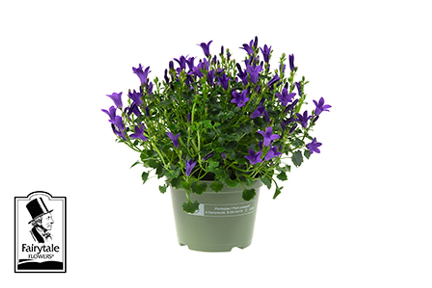 Campanula portenschlagiana BLUE GET MEE — Plant Wholesale FlorAccess