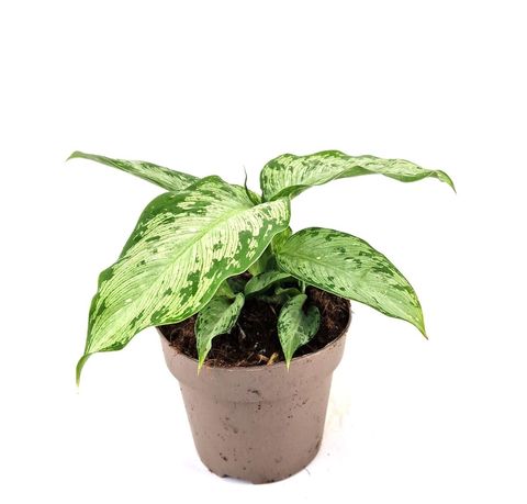 Dieffenbachia 'Tiki'