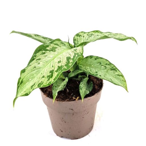 Dieffenbachia 'Tiki'