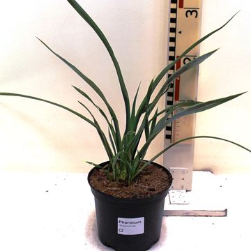 Phormium 'Chocomint'