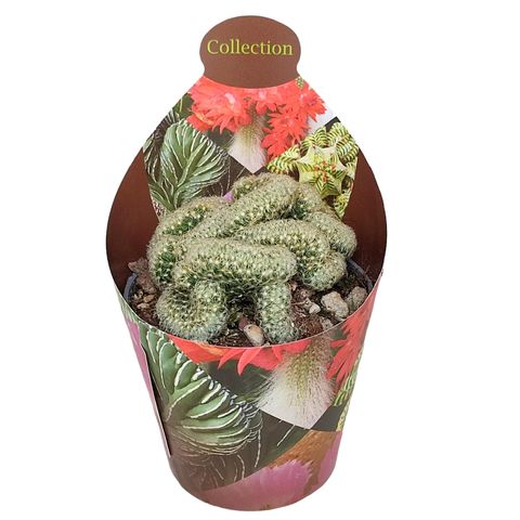 Mammillaria elongata cristata