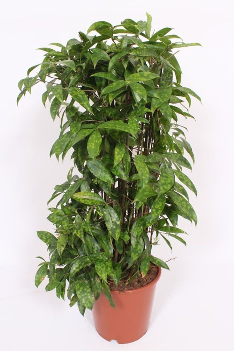 Dracaena Surculosa Ableger