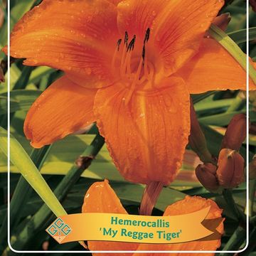 Hemerocallis 'My Reggae Tiger'