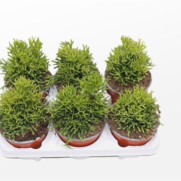 Hatiora salicornioides