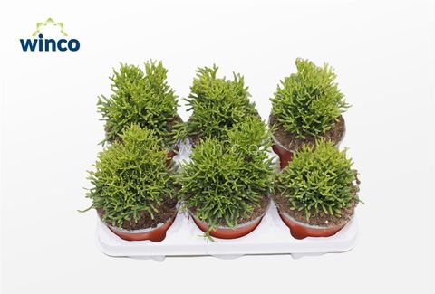 Hatiora salicornioides