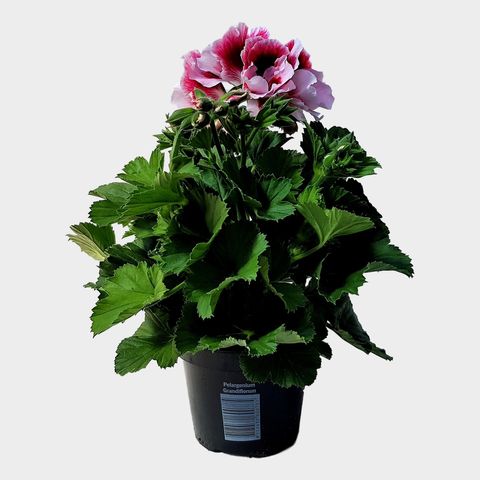 Pelargonium ELEGANCE TONY