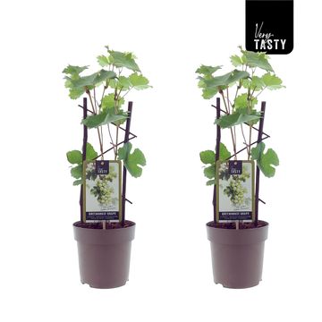 Vitis 'Golden Champion'