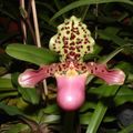 Paphiopedilum henryanum