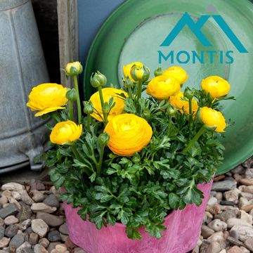 Ranunculus asiaticus 'Sprinkles Yellow'
