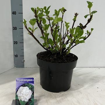 Hydrangea macrophylla 'Schneeball'