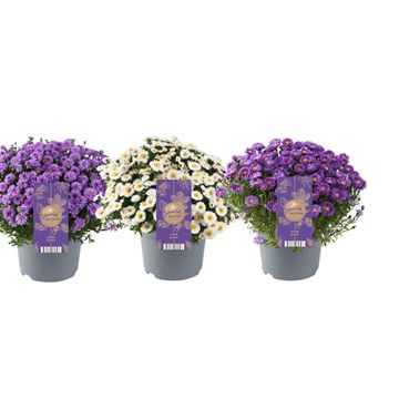 Aster MIX