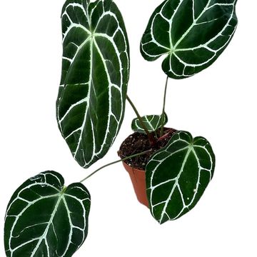Anthurium crystallinum