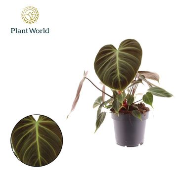 Philodendron 'El Choco Red'