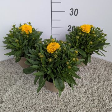 Coreopsis grandiflora