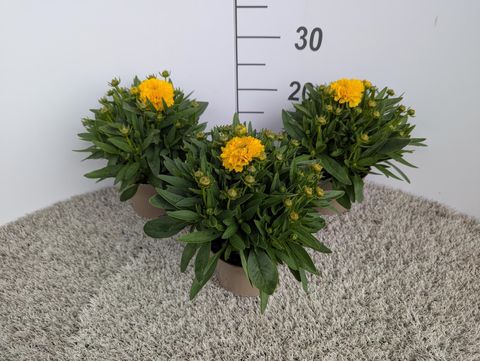 Coreopsis grandiflora