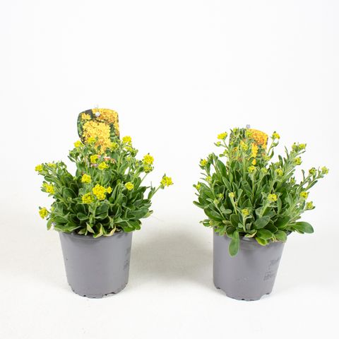 Alyssum saxatile