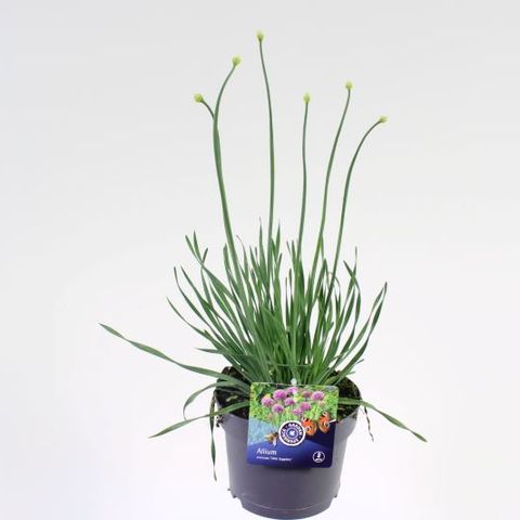 Allium senescens LITTLE SAPPHIRE — Plant Wholesale FlorAccess