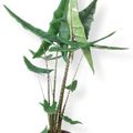 Alocasia zebrina 'Tigrina Superba'