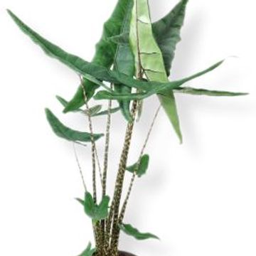 Alocasia zebrina 'Tigrina Superba'