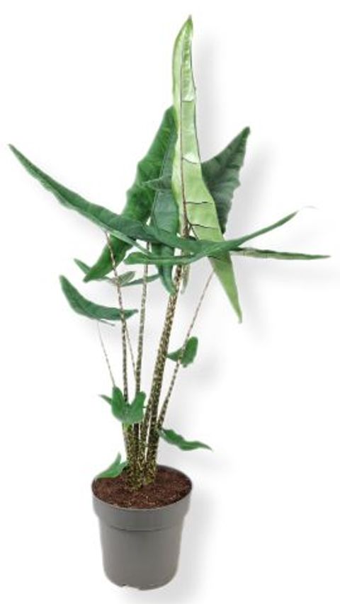 Alocasia zebrina 'Tigrina Superba'