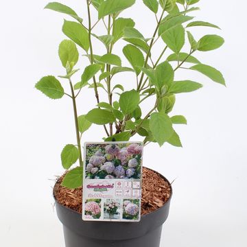Hydrangea arborescens CANDYBELLE BUBBLEGUM