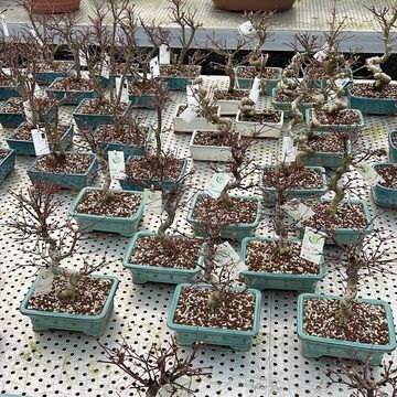 Acer palmatum 'Deshôjô'