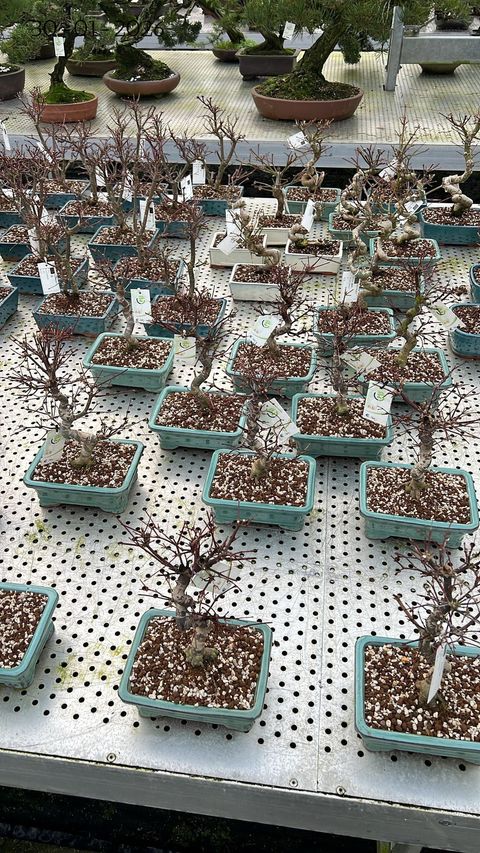 Acer palmatum 'Deshôjô'