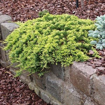 Juniperus horizontalis 'Golden Carpet'