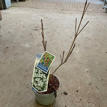 Cornus kousa 'Schmetterling'