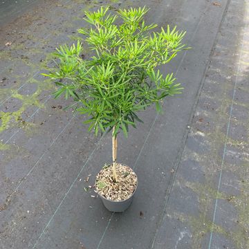 Choisya WHITE DAZZLER