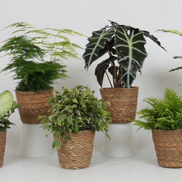 Plantas de interior MIX