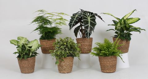 Kamerplanten MIX